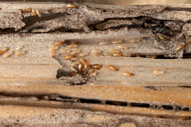 Best Wasp Removal Services  in Johnson Creek, WI