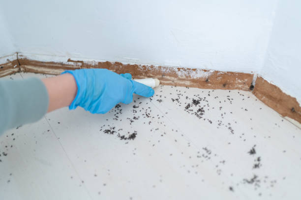Best Wasp Removal Services  in Johnson Creek, WI